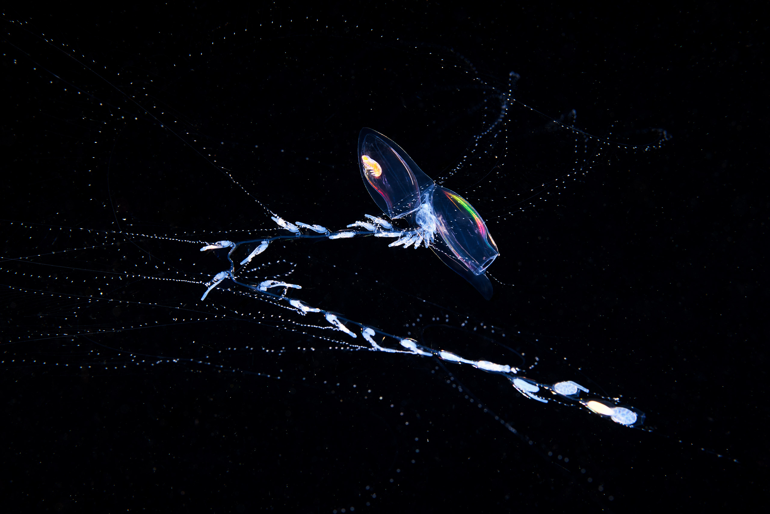 bright siphonophore in the deep sea