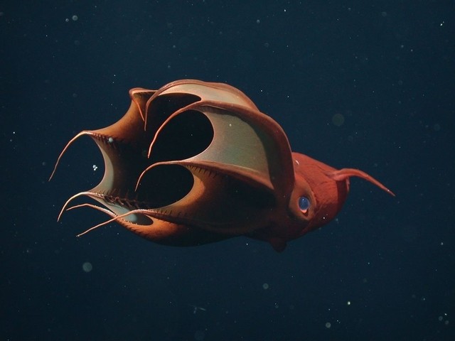 live vampire squid